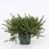 Erica X Darleyensis Mix 11cm -GreenScape Sales Store 13898038 1714991818837254