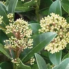 Skimmia Japonica Finchy 17cm 2 Skimmia Japonica Finchy 17cm -GreenScape Sales Store 13898049 1825030735171370
