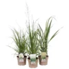 Grass Mix 19cm 2 Grass Mix 19cm -GreenScape Sales Store 13898056 2055030722979910