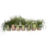 Grass Carex Mix 19cm 2 Grass Carex Mix 19cm -GreenScape Sales Store 13898081 1195030718202248