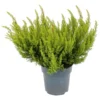 Erica Alberts Gold House Plant - 12cm -GreenScape Sales Store 13898084 1724984244215977