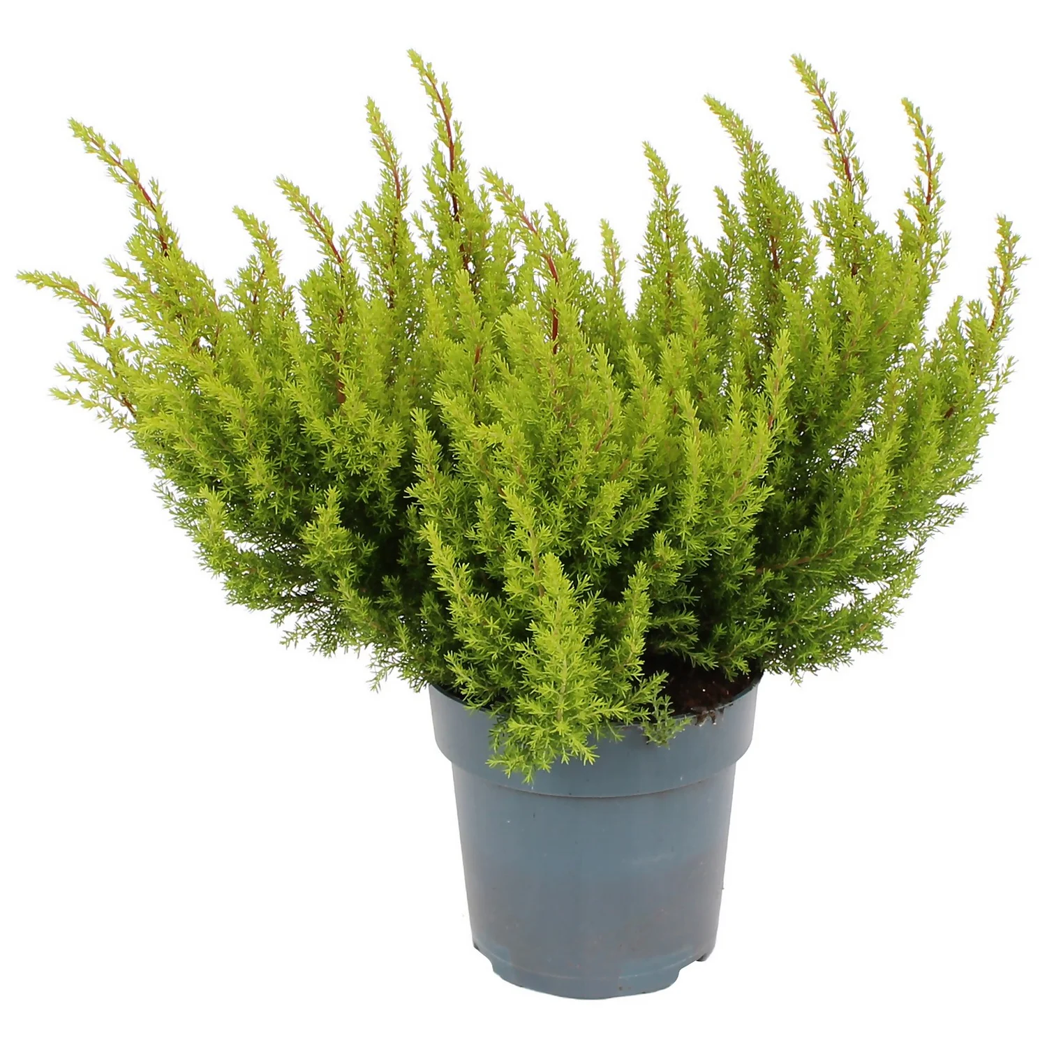 Erica Alberts Gold House Plant - 12cm 3 Erica Alberts Gold House Plant - 12cm