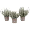 Calluna Garden Girls Fluffy House Plant - 11cm -GreenScape Sales Store 13898089 8614984244159766