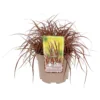 Grass Uncinia Everflame 19cm -GreenScape Sales Store 13898096 8135030722147806