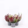 Calluna High Five - 11cm -GreenScape Sales Store 13898114 1424991512981050