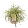 Grass Carex Evergold 19cm 1 Grass Carex Evergold 19cm -GreenScape Sales Store 13898125 2165030741534250