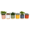 None Succulent In Eno Duo Pot - 13cm 2 None Succulent In Eno Duo Pot - 13cm -GreenScape Sales Store 13973609 1324996212611388