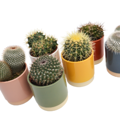 Cactus Mix In Eno Duo Pot 13cm 5 Cactus Mix In Eno Duo Pot 13cm -GreenScape Sales Store 13973610 1414996212509691