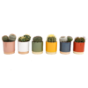 Cactus Mix In Eno Duo Pot 13cm -GreenScape Sales Store 13973610 1484996212447120