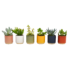 None Mini Succulent In Eno Duo Ceramics - 7cm -GreenScape Sales Store 13973611 1394996212610812