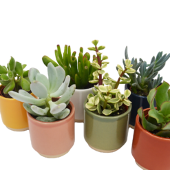 None Mini Succulent In Eno Duo Ceramics - 7cm -GreenScape Sales Store 13973611 4504996212655011