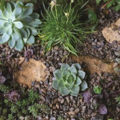 Stylish Stone Horticultural Alpine Grit Midi Bag -GreenScape Sales Store 13996143 6585013107271291