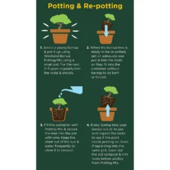 Westland Bonsai Potting Mix Peat Free 4L 7 Westland Bonsai Potting Mix Peat Free 4L -GreenScape Sales Store 14013787 2185003754340767