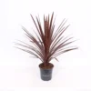 Cordyline Australis Red Star 17cm -GreenScape Sales Store 14193732 1665030936019213