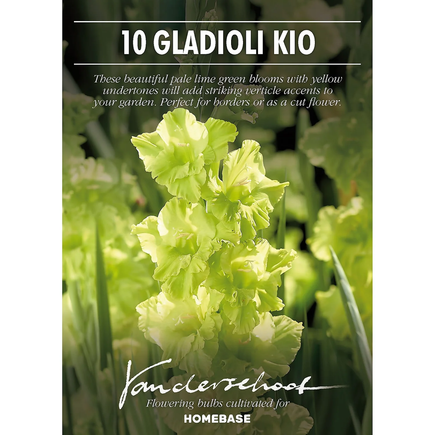 Gladiolus Kio 4 Gladiolus Kio - Image 2