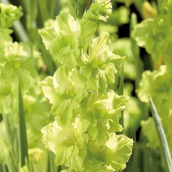 Gladiolus Kio 7 Gladiolus Kio -GreenScape Sales Store 14194646 5325015428935249