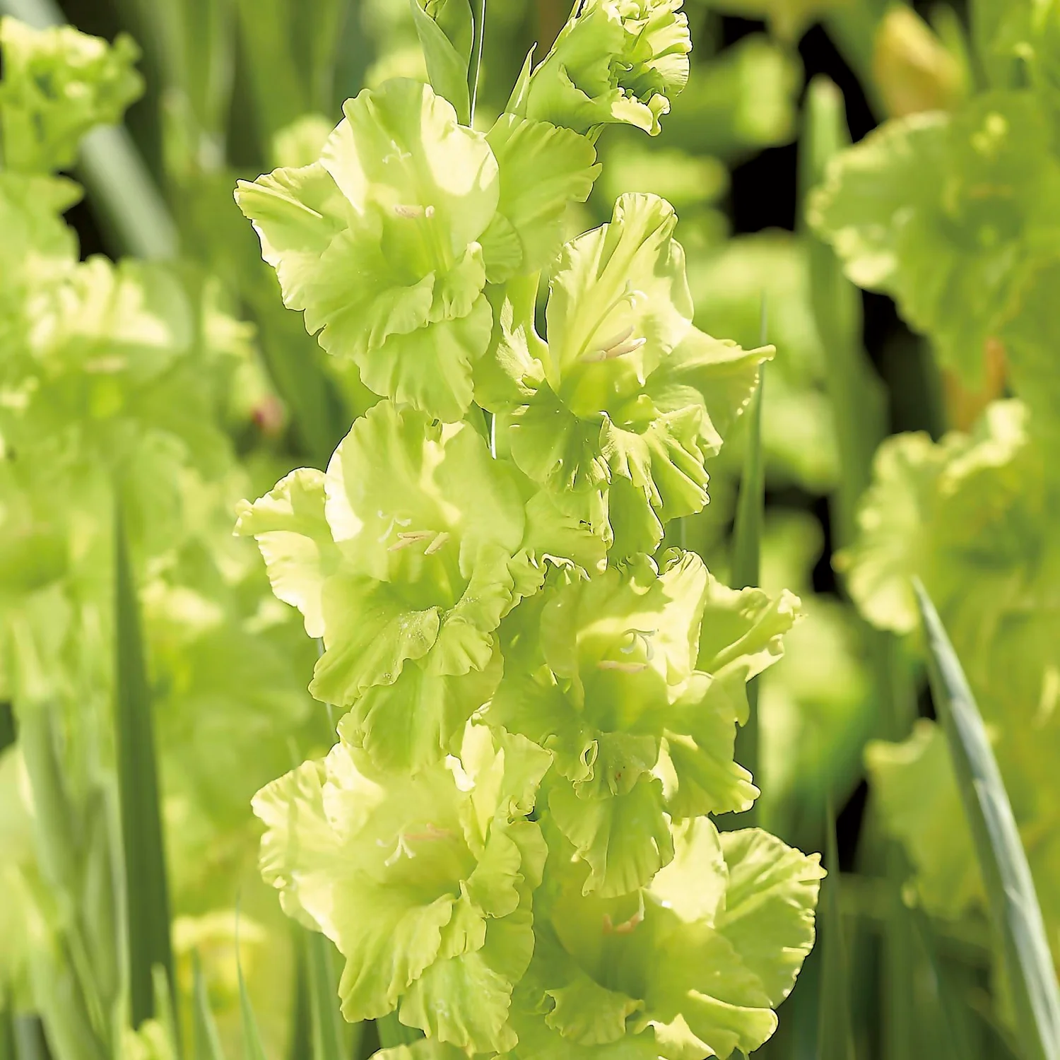 Gladiolus Kio 5 Gladiolus Kio - Image 3