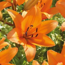 Lilium Orange Summer -GreenScape Sales Store 14194647 1715015428974612
