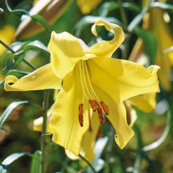 Lillium Golden Splendour -GreenScape Sales Store 14194648 1955015428964127