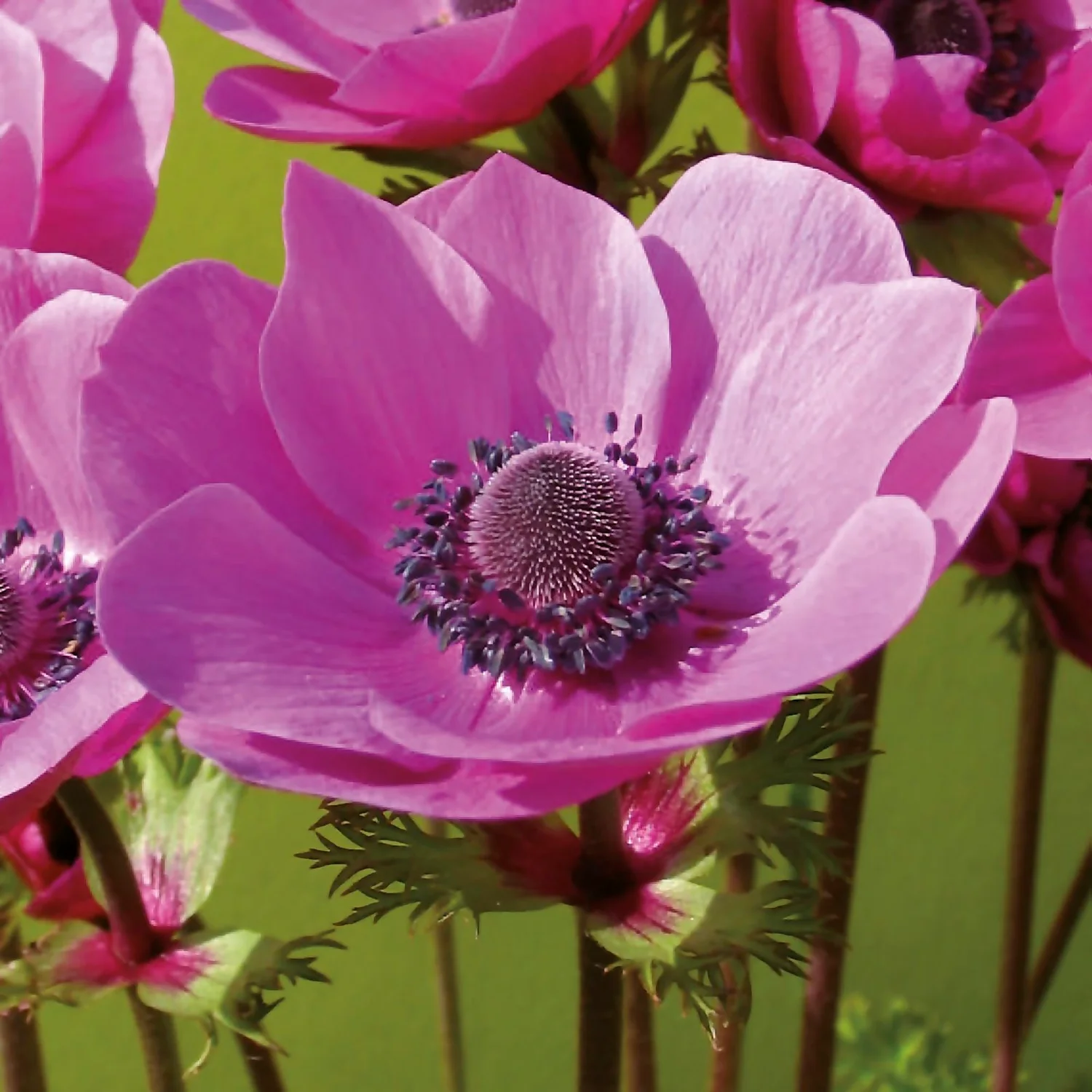 Anemone Coronaria Sylphide 5 Anemone Coronaria Sylphide - Image 3