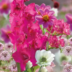 Collection Pretty Posy -GreenScape Sales Store 14194650 4455015428951851