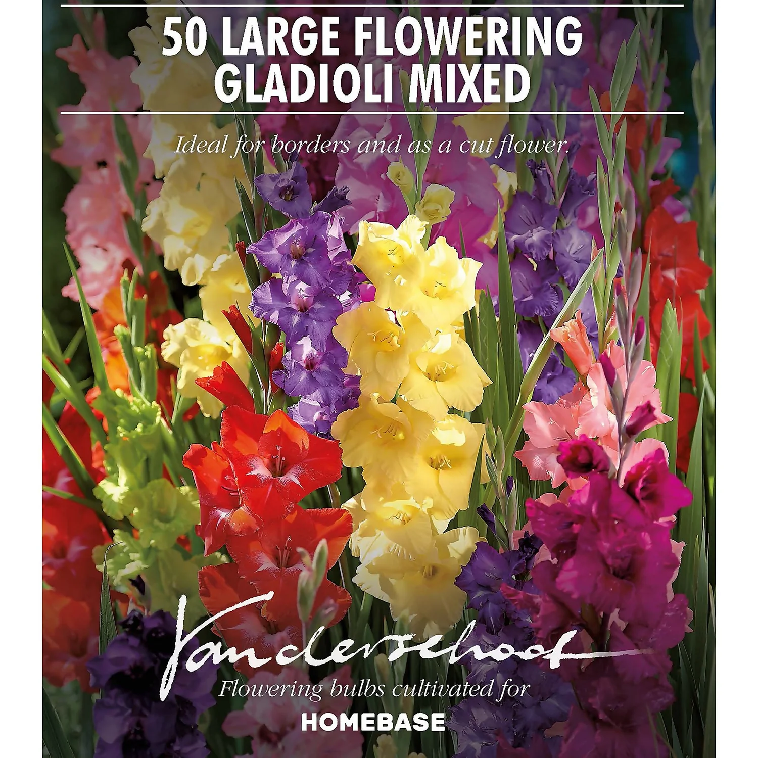 Gladiolus Bright Mixed 4 Gladiolus Bright Mixed - Image 2