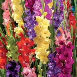 Gladiolus Bright Mixed 7 Gladiolus Bright Mixed -GreenScape Sales Store 14194651 6275015428969989