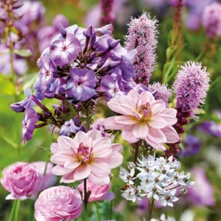 Collection Butterfly Attracting -GreenScape Sales Store 14194652 1455015428981278