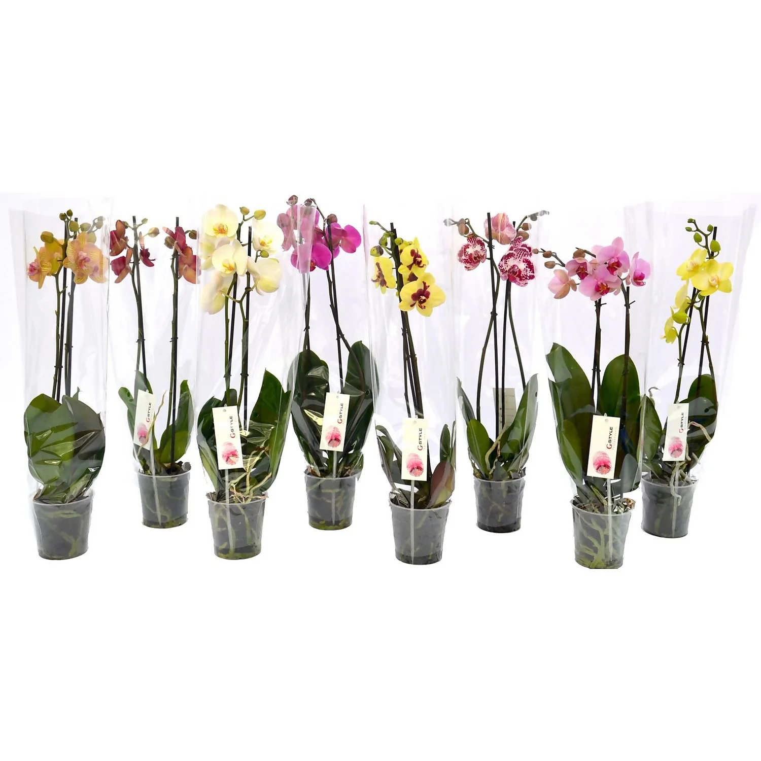 2 Stem Moth Orchid In 12cm Pot 3 2 Stem Moth Orchid In 12cm Pot