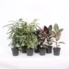 Ficus Mix 17cm -GreenScape Sales Store 14195501 7445031002197719