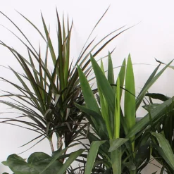 Foliage Mix 21cm -GreenScape Sales Store 14195502 2105014369835115