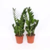 Zamioculcas 17cm -GreenScape Sales Store 14195507 1255025992277021