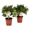 Citrus Calamondin And Lemon Trellis House Plant - 12Cm 1 Citrus Calamondin And Lemon Trellis House Plant - 12Cm -GreenScape Sales Store 14195518 4845041541441598