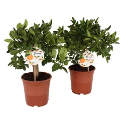 Citrus Calamondin And Lemon Trellis House Plant - 12Cm