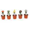 Chin Cactus In Different Colours And Shapes -GreenScape Sales Store 14198264 2045028894638328