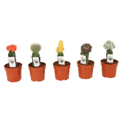 Chin Cactus In Different Colours And Shapes