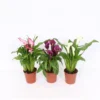 Calla Mix (Zantedeschia) 12cm 1 Calla Mix (Zantedeschia) 12cm -GreenScape Sales Store 14218246 2145030925817506