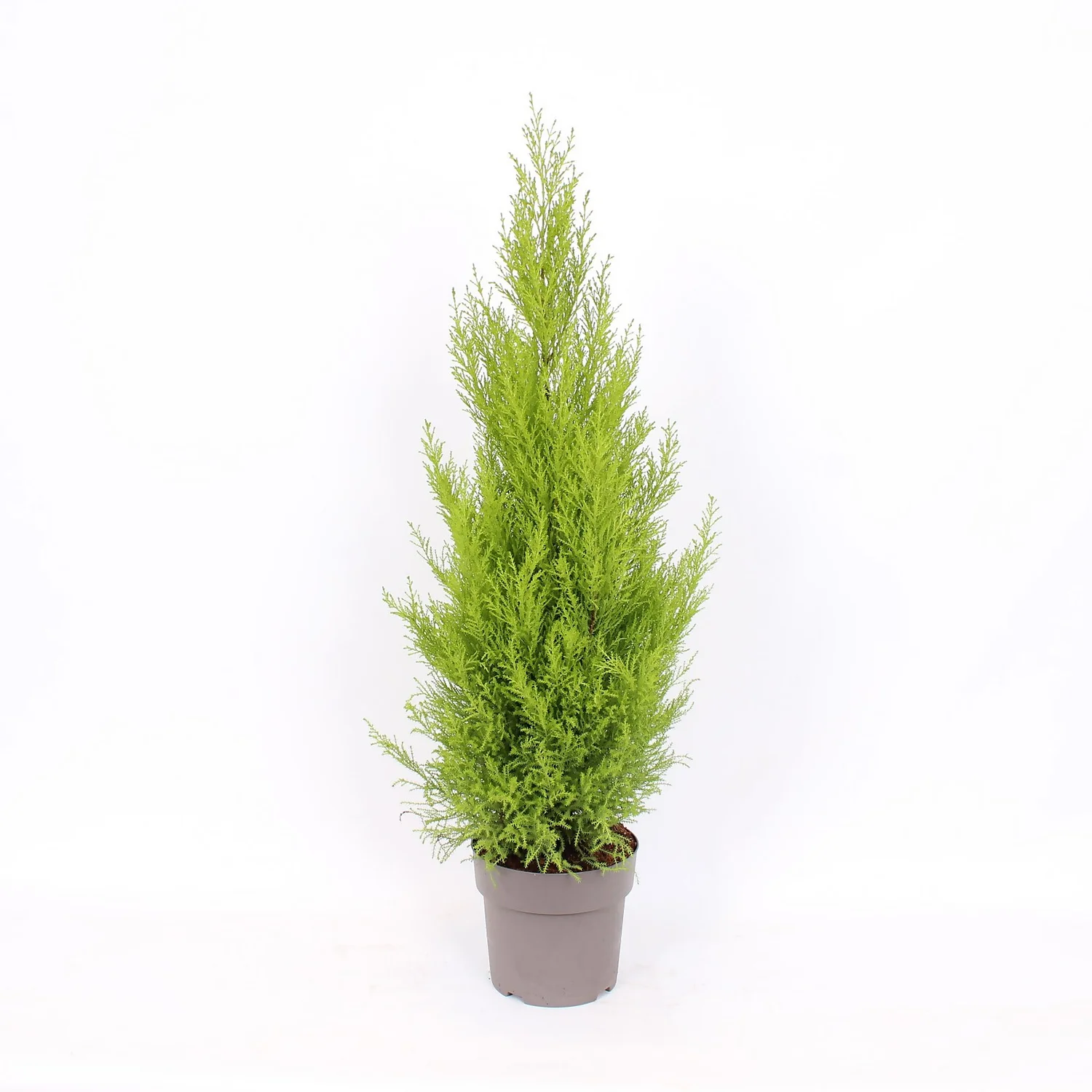 Cupressus Macr. Goldcrest Wilma Pyramid (Cupressus Macrocarpa Goldcrest) 21cm 3 Cupressus Macr. Goldcrest Wilma Pyramid (Cupressus Macrocarpa Goldcrest) 21cm