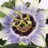 Passiflora Mix 17cm Pyramid 60cm -GreenScape Sales Store 14218257 7755037139798818