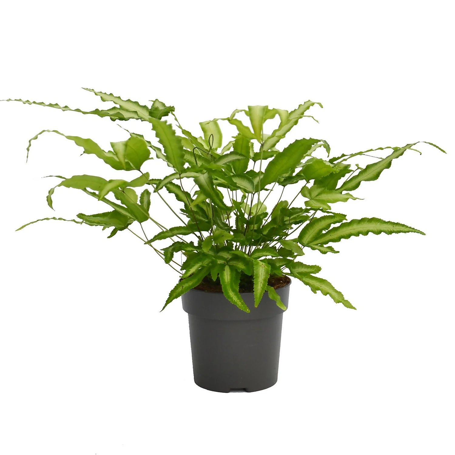 None Fern Mix 13cm 4 None Fern Mix 13cm - Image 2