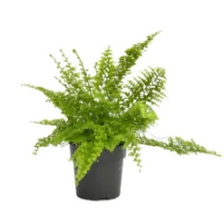 None Fern Mix 13cm 9 None Fern Mix 13cm -GreenScape Sales Store 14219577 4735026268704200