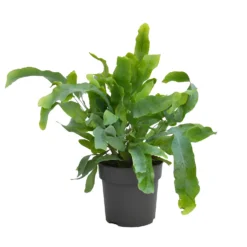None Fern Mix 13cm 8 None Fern Mix 13cm -GreenScape Sales Store 14219577 5875026268657736