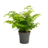 None Fern Mix 13cm -GreenScape Sales Store 14219577 9855026268563353