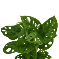 None Monstera Monkey Leaf (Swiss Cheese Plant) In 12cm Pot -GreenScape Sales Store 14219579 1075032780203105