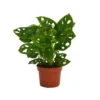 None Monstera Monkey Leaf (Swiss Cheese Plant) In 12cm Pot -GreenScape Sales Store 14219579 2025032780138830