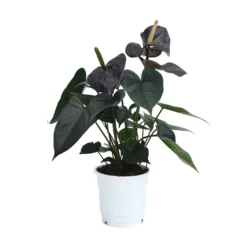 Anthurium - 12cm 11 Anthurium - 12cm -GreenScape Sales Store 14219585 1775025775138809
