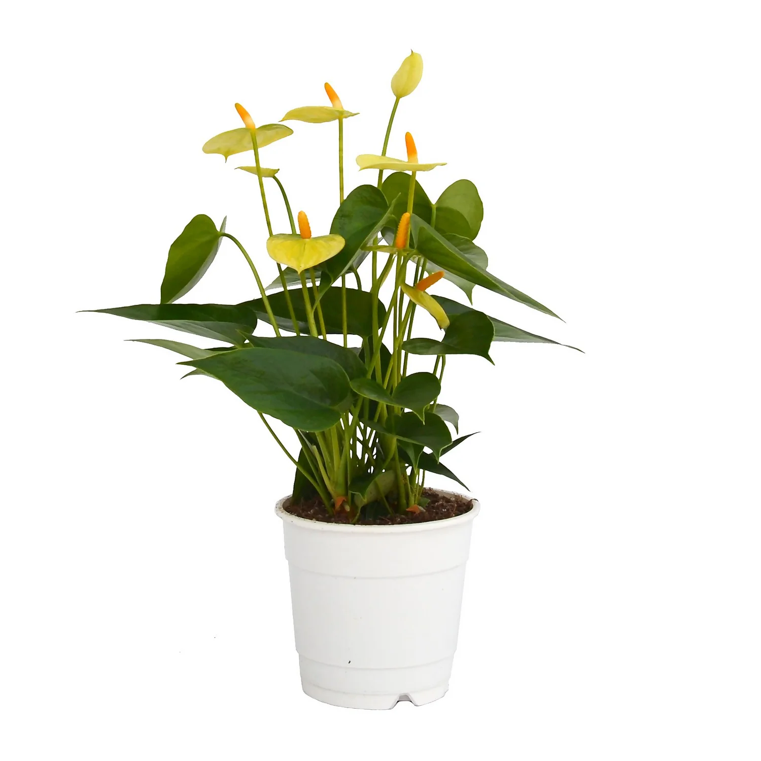 Anthurium - 12cm 5 Anthurium - 12cm - Image 3