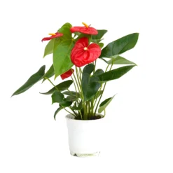 Anthurium - 12cm 10 Anthurium - 12cm -GreenScape Sales Store 14219585 4995025775274904