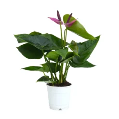 Anthurium - 12cm 8 Anthurium - 12cm -GreenScape Sales Store 14219585 9565025775183869