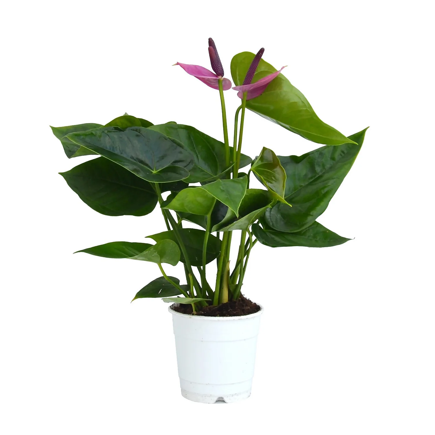 Anthurium - 12cm 4 Anthurium - 12cm - Image 2